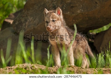 Baby wolf Stock Photos, Images, & Pictures | Shutterstock