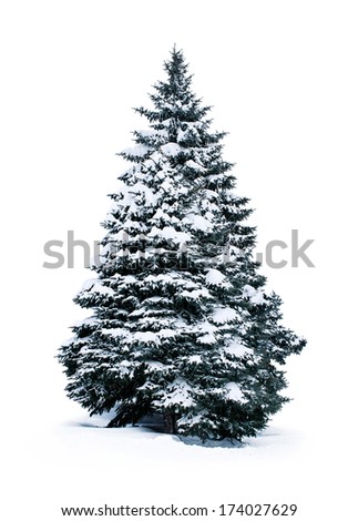 spruce covered with snow isolated on white background