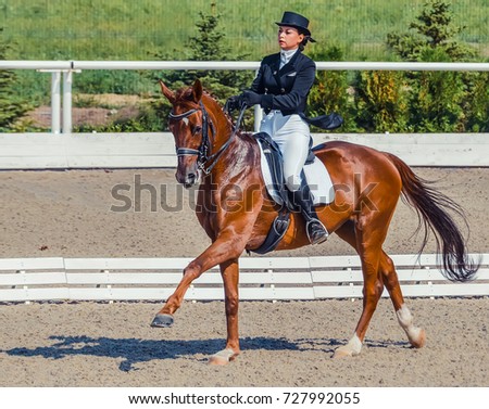 Equine Stock Images,