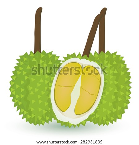 ripe durian vector design