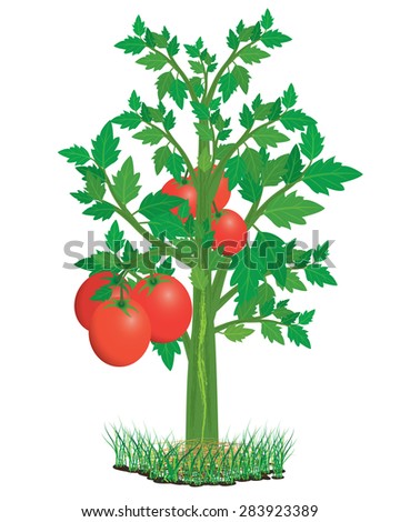 Apple Tree Stylized Cartoon Illustration Apple Stock Vector 82287646 ...