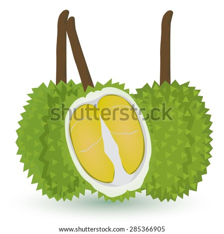 Durian vector design
