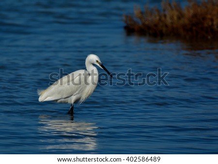 cenker atila's Portfolio on Shutterstock