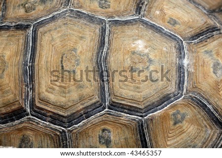 Turtle Shell Stock Photos, Images, & Pictures | Shutterstock