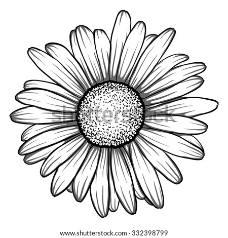 beautiful monochrome, black and white daisy flower isolated. for greeting cards and invitations of the wedding, birthday, Valentine's Day, mother's day and other seasonal holiday