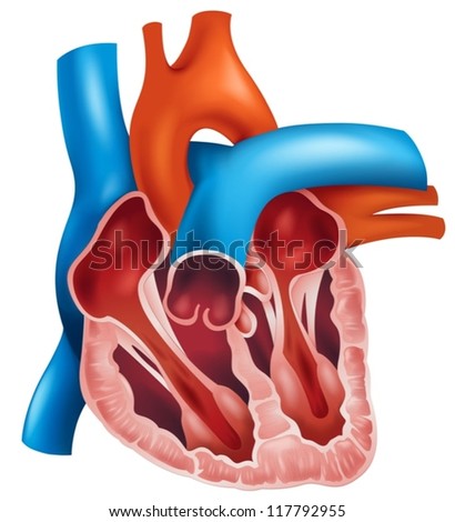 Illustration Human Heart Cross Section Stock Vector 114662395 ...