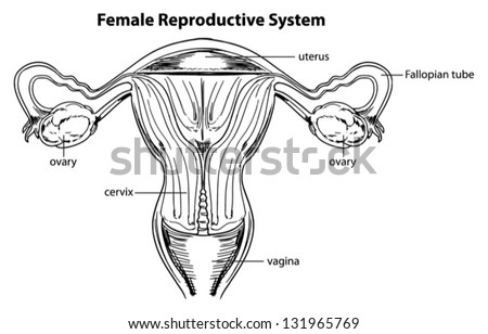 Female Reproductive System Diagram Unlabeled - General Wiring Diagram