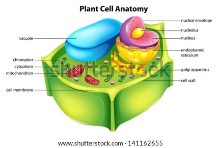 Plant cell Stock Photos, Images, & Pictures | Shutterstock