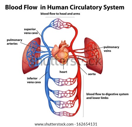 Circulatory System Stock Images, Royalty-Free Images & Vectors
