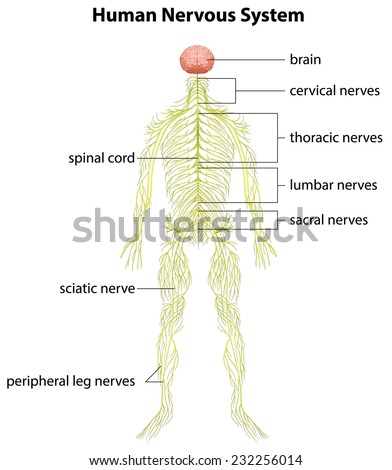 Image Showing Human Nervous System Stock Vector 232256014 - Shutterstock