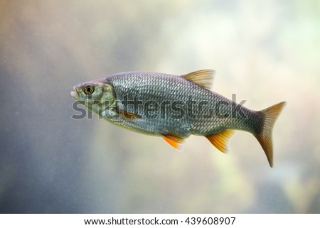 [Obrazek: stock-photo-freshwater-fish-common-roach-439608907.jpg]