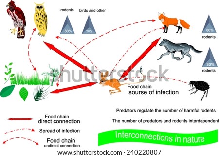 predator prey relationship