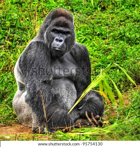 An HDR image of a male silver back gorilla sitting holding a piece of vegetation