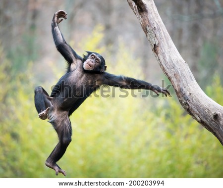 Amateur nude young bbs Swinging ape jpg