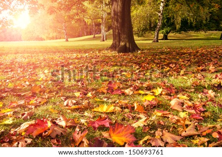 meadow, maple and sunlight in autumn