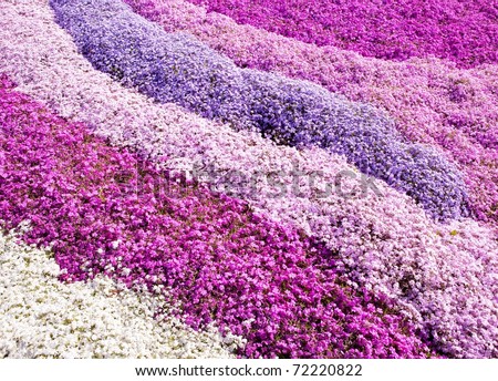 Many carpet of flowers Stock Photos, Images, & Pictures | Shutterstock