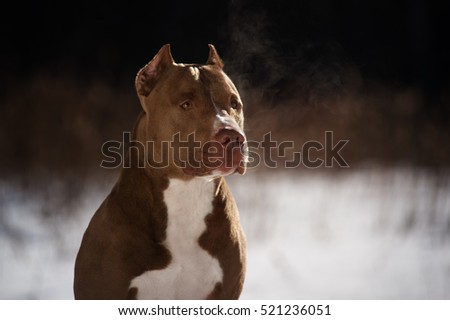 american pitbull terrier vs amstaff pit bull stock images royalty free images u0026 vectors shutterstock american pitbull terrier vs amstaff pit bull stock images royalty free images u0026 vectors shutterstock