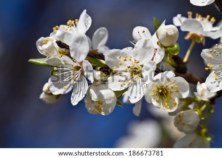 spring flowers. apple flowers and buds blooming at spring