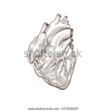 Human Heart Stock Images, Royalty-Free Images & Vectors | Shutterstock