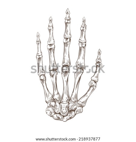 Skeleton Hand Vector Illustration Stock Vector (Royalty Free) 218937877 ...