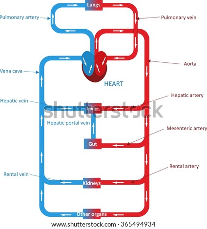 Circulatory System Stock Vector (Royalty Free) 365494934 - Shutterstock