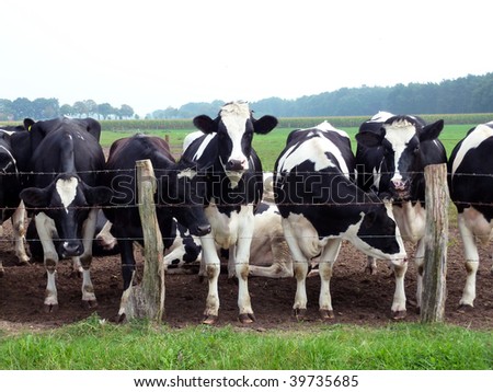 Barbed Wire Fence Cattle Barbed Wire Fence Cattle