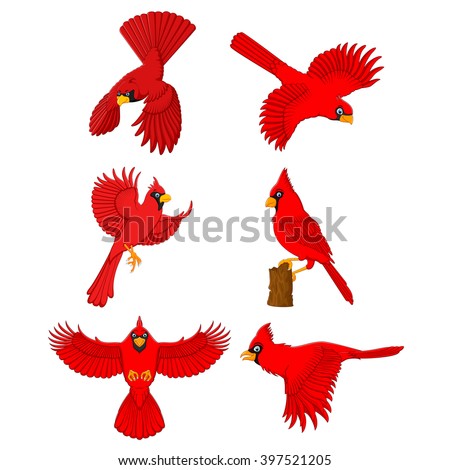 Cardinal Bird Stock Images, Royalty-Free Images & Vectors | Shutterstock