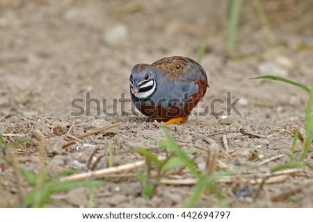 king quail button quail bluebreasted quail stock photo king quail button quail bluebreasted quail stock photo