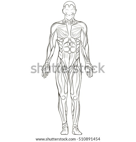 Vector Illustration Silhouette Human Body Sketch Stock Vector 510891454 ...