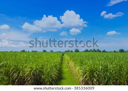 Sugarcane field and road with white cloud in Thailand