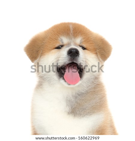 Young gasping Akita Inu puppy dog closeup portrait - stock photo