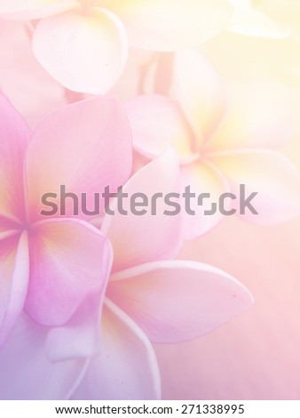 Beautiful Plumeria Frangini Flowers in Soft Focus and Pastel Filtered Image Background Design.