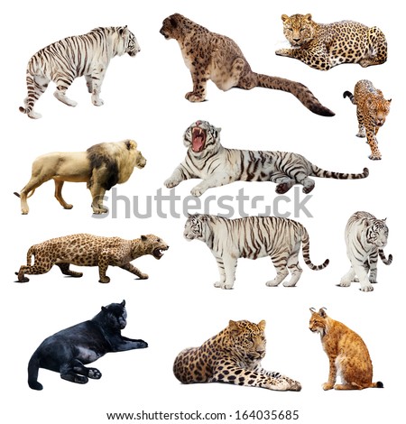 Set of wildcats. Isolated over white