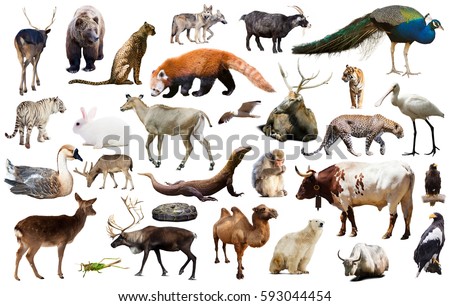 Collection Different Birds Mammals Reptiles Asia Stock Photo 593044454