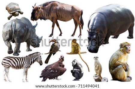 Mammals Collage Stock Images, Royalty-Free Images & Vectors | Shutterstock