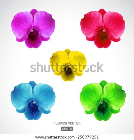 Vector image of orchid flower on white background