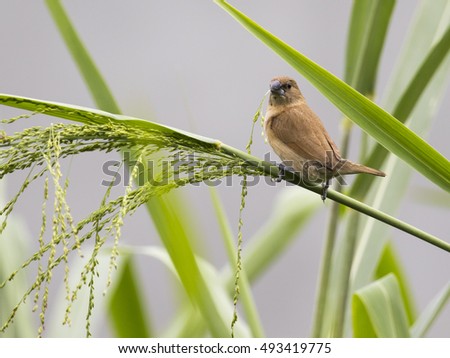 Ricebird Stock Photos, Royalty-Free Images & Vectors - Shutterstock