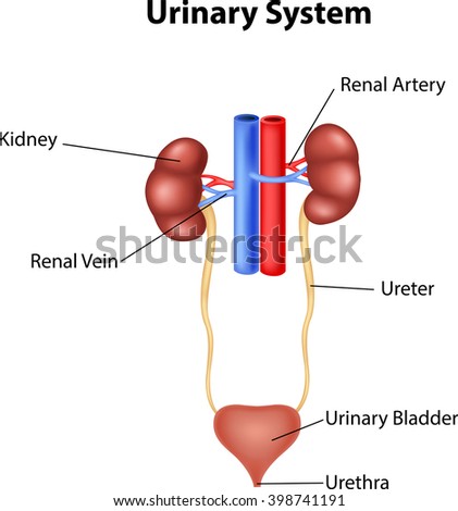 Illustration Urinary System Anatomy Stock Vector 398741191 - Shutterstock