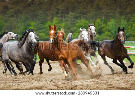 Horse Herd Stock Photos, Images, & Pictures | Shutterstock