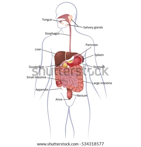 Location Gastrointestinal Tract Body Human Digestive Stock Vector