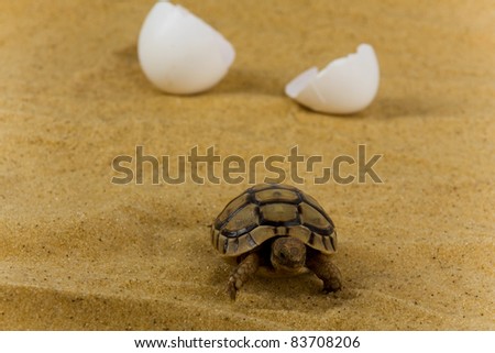 Painted Turtle Cracked Shell - waplloadd