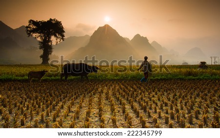 CAOBANG, VIETNAM, OCTOBER 5: Unidentified farmers work in rice field on October 5, 2014 in Caobang, Vietnam. Caobang is North East province of Vietnam near China