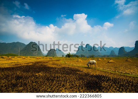 A horse in rice field after harvest in Cao bang, Vietnam