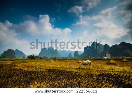 A horse in rice field after harvest in Cao bang, Vietnam