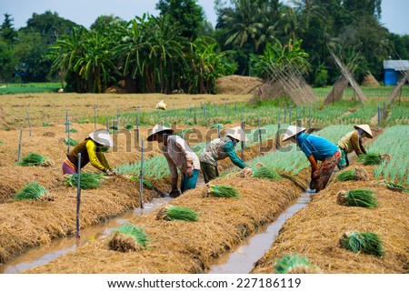 DONGTHAP, VIETNAM, OCT 11: Farmers grow onion in a field on Oct 11, 2014 in Dongthap, Vietnam. Dong Thap is a province near Saigon, belong to Mekong delta region in Vietnam.