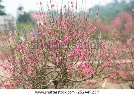 Peach flowers in garden