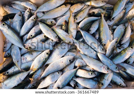 Trays of raw fishes are sell in fish market in Quang Ngai, Vietnam