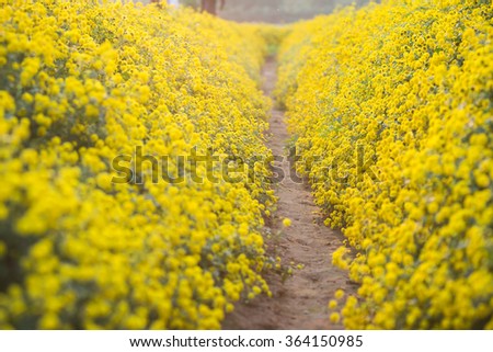 Yellow daisy flowers in Hung Yen, Vietnam