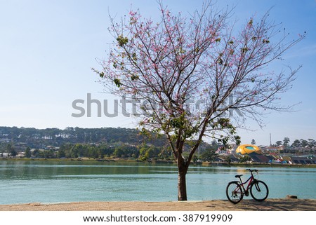 DALAT, VIETNAM - MARCH 4, 2016: Lanscape with blossom cherry tree by Xuan Huong Lake. This artificial lake in the city centre is a favourite place for tourists and locals for walking.