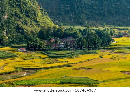 Rice field in Cao Bang province, Vietnam